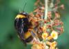 Bombus terrestris lusitanicus